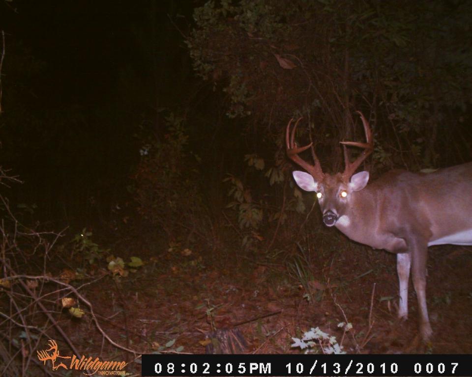 Ga Bucks Hunting